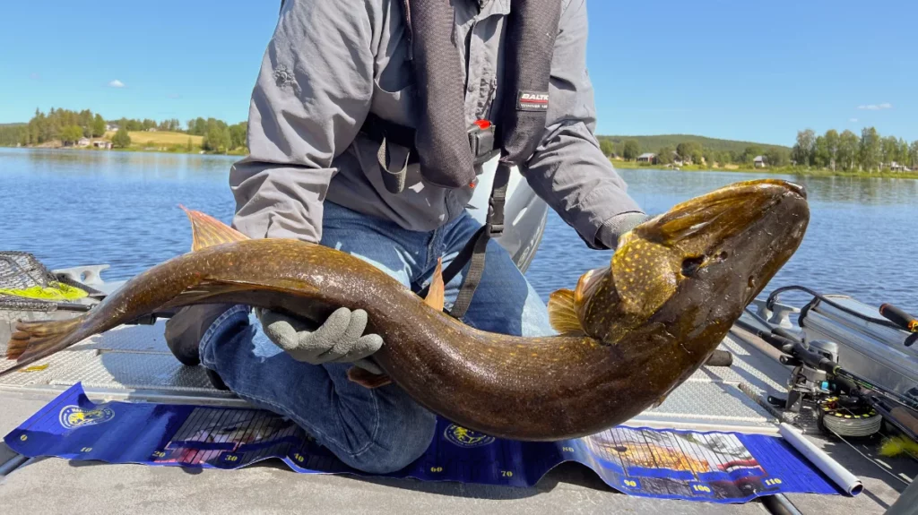 Voyage de pêche en Suède méridionale