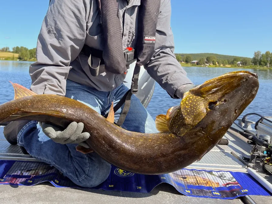 Voyage de pêche en Suède méridionale en grand lac