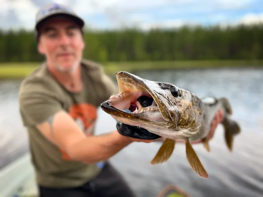 Belle dentition d'un brochet de Laponie