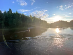 Pêche à la mouche sur la Vojmån