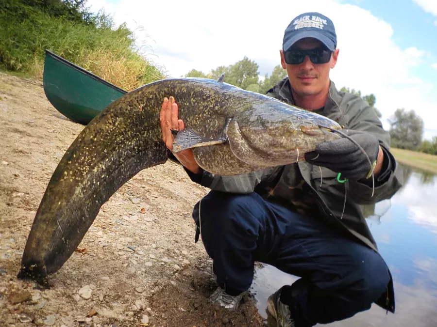 Témoignage de Roland pêcheur de silure