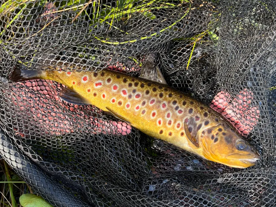 Truite de la Vojmån