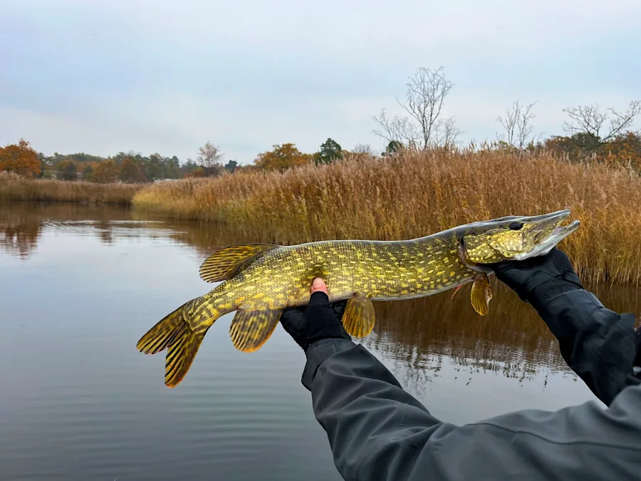 Brochet sur une roselière