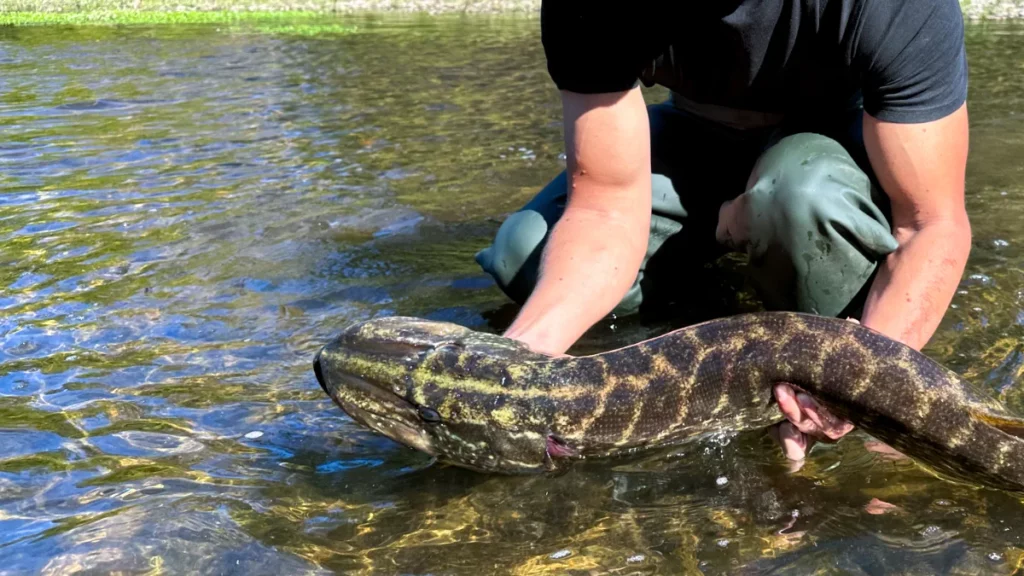 Stage de pêche au brochet avec Manu BIZEL